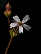 Horkelia daucifolia, Horkelia